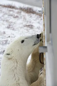 Buggy: Polar Bear (Ursus maritimus) standinf next
