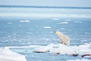 Manitoba: Polar Bear (Ursus maritimus) standing along