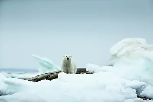 Amid: Polar Bear (Ursus maritimus) standing amid melting
