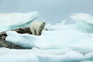 Amid: Polar Bear (Ursus maritimus) standing amid melting