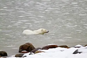 Hudson: Polar bear (Ursus maritimus) swimming in