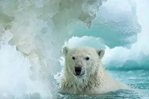 Maritimus: Polar Bear (Ursus maritimus) swimming through melting