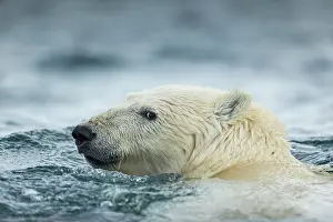 Alarm: Polar Bear (Ursus maritimus) swimming near Harbour