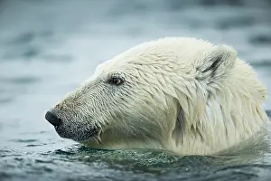 Strength: Polar Bear (Ursus maritimus) swimming near Harbour