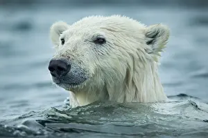 Maritimus: Polar Bear (Ursus maritimus) swimming near Harbour