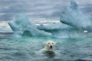 Pack: Polar Bear (Ursus maritimus) swimming near melting