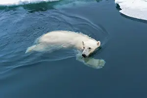 Mayen: Polar bear (Ursus maritimus) swimming through pack