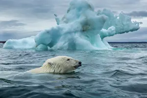 Pack: Polar Bear (Ursus maritimus) swimming past melting