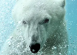 Blow: Polar bear (Ursus maritimus) swimming underwater