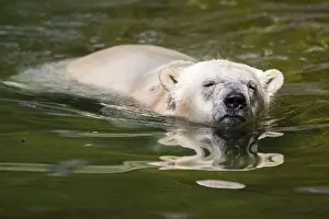 Strength: Polar bear (Ursus maritimus) swimming in the water, captive