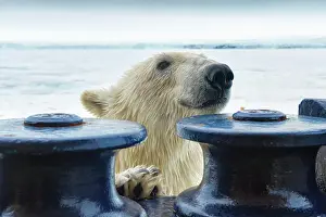 Board: Polar bear (Ursus maritimus) trying to board the