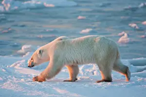 Nanook: Polar Bear (Ursus maritimus) walking along