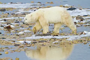 Hudson: Polar Bear (Ursus maritimus) walking along