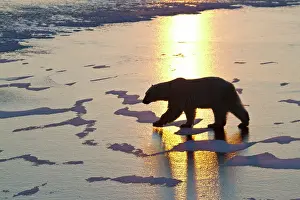 Churchill: Polar Bear (Ursus maritimus) walking on