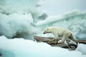 Floe: Polar Bear (Ursus maritimus) walking amid melting