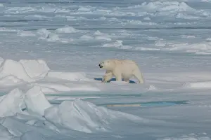 Circles: Polar bear (Ursus maritimus) walking on ice, Spitsbergen