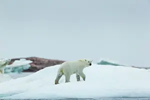 Alarm: Polar Bear (Ursus maritimus) walking melting sea