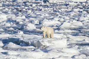 Agile: Polar Bear (Ursus maritimus) walking near