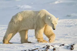 Agile: Polar Bear (Ursus maritimus) walking near