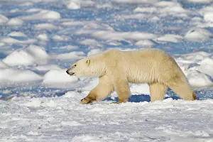 Agile: Polar Bear (Ursus maritimus) walking near