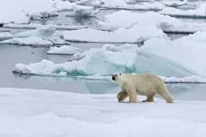 Floes: Polar bear (Ursus maritimus) walking across pack