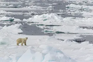 Floes: Polar bear (Ursus maritimus) walking across pack