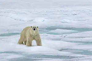Floes: Polar bear (Ursus maritimus) walking across pack