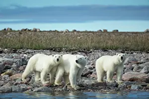 Twins: Polar Bear (Ursus maritimus) walking with second-
