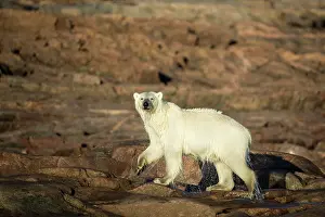 Maritimus: Polar Bear (Ursus maritimus) walking along shorelines