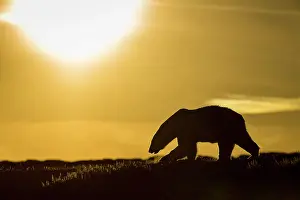 Loneliness: Polar Bear (Ursus maritimus) walking at sunset in