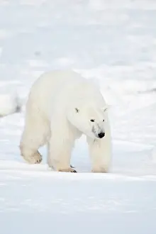 Hudson: Polar Bear (Ursus maritimus) in winter in
