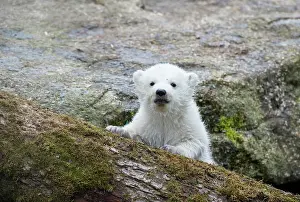 Zoological: Polar Bear (Ursus maritimus), young, about 3 months
