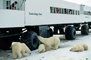 Snowmobiles: Polar Bear viewing truck - with Polar Bears