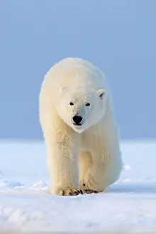 Beaufort: Polar Bear - walking