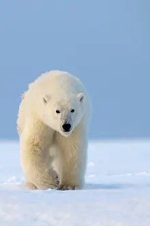 Beaufort: Polar Bear - walking