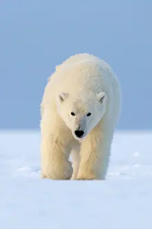 Beaufort: Polar Bear - walking