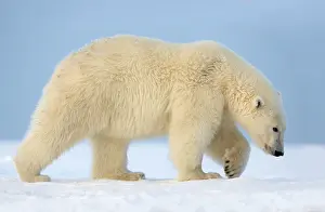 Beaufort: Polar Bear - walking
