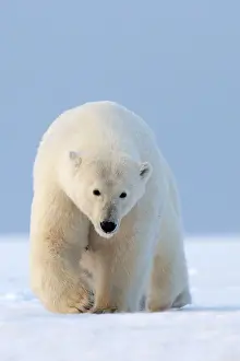 Beaufort: Polar Bear - walking