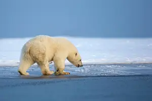 Beaufort: Polar Bear - walking