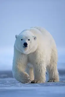 Beaufort: Polar Bear - walking
