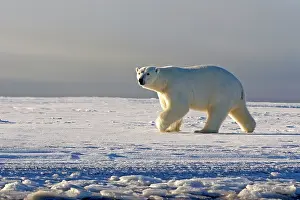 Beaufort: Polar Bear - walking