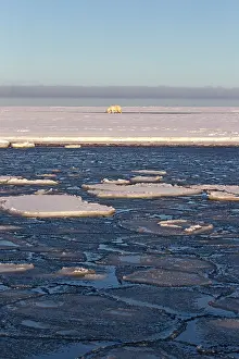 Beaufort: Polar Bear - walking by frozen ice sea