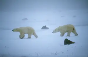 Blizzards: Polar Bear - two walking across snow