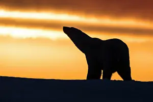 Scenting: Polar Bear - walking in sunset