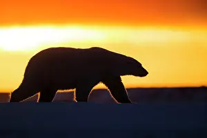 Silhouettes: Polar Bear - Walking in sunset