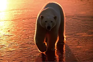Silhouettes: Polar BEAR - walking at sunset
