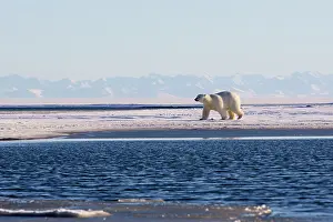 Beaufort: Polar Bear - walking along waters edge