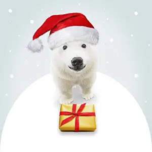161118: Polar Bear, wearing Christmas hat with Christmas
