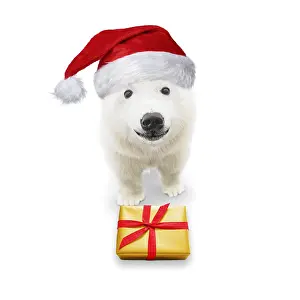 161118: Polar Bear, wearing Christmas hat with Christmas present