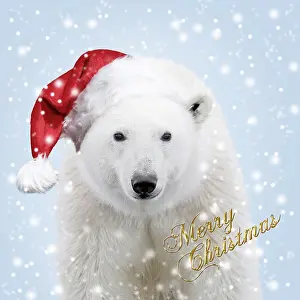 Merry: Polar Bear - wearing Christmas hat in falling snow